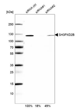 SH3PXD2B Antibody, Novus Biologicals:Antibodies:Primary Antibodies